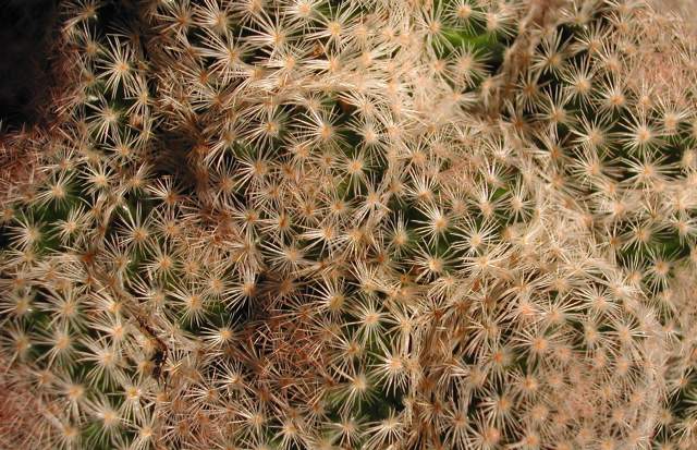 Mammillaria roseocentra (1).jpg